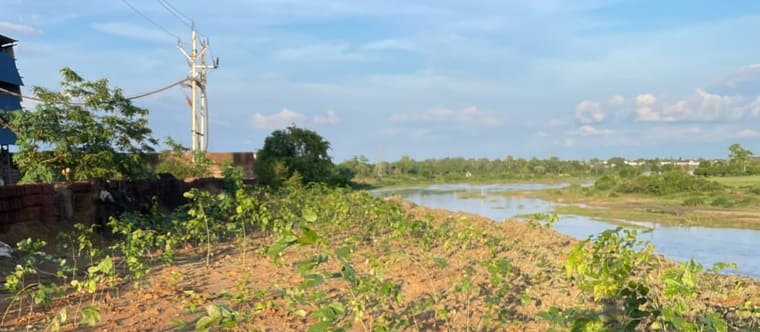 Rows of young saplings planted close together on worked ground running down to a water course
